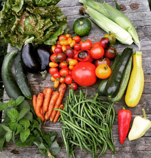 Fragen & Antworten zur Solawi - so kommt ihr an unser frisches Gemüse